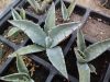 Agave havardiana Agave havardiana