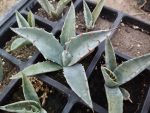 Agave havardiana