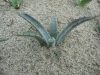 Agave mckelveyana DJF1575 Agave mckelveyana DJF1575