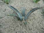 Agave mckelveyana DJF1575