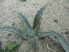 Agave mckelveyana DJF1575