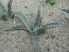 Agave mckelveyana DJF1575
