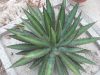 Agave lophantha