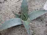 Agave desertii var. simplex Harcuvar Mts., AZ, USA
