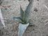 Agave desertii var. simplex Harcuvar Mts., AZ, USA