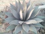 Agave megalacantha (syn. A. inaequidens subsp. inaequidens)
