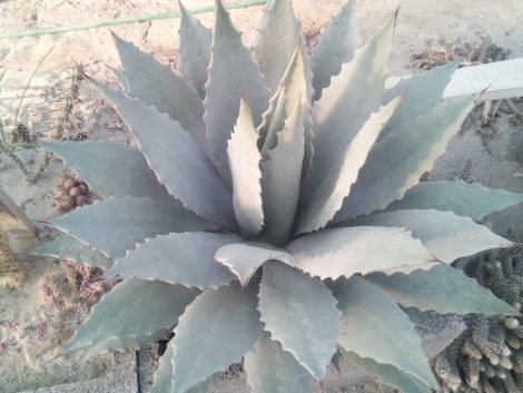 Agave megalacantha (syn. A. inaequidens subsp. inaequidens)