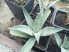 Agave megalacantha (syn. A. inaequidens subsp. inaequidens)