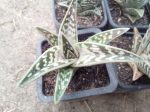 Aloe variegata (tigrisaloé)