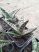 Aloe variegata (tiger aloe)