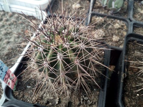 Carnegiea gigantea RS1991 Organ Pipe CNM, Arizona, USA (the Saguaro cactus)