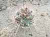 Coryphantha macromeris SB139 Dona Ana Mts, Dona Ana Co., NM