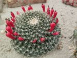 Mammillaria heyderi LZ841 - 20x seeds