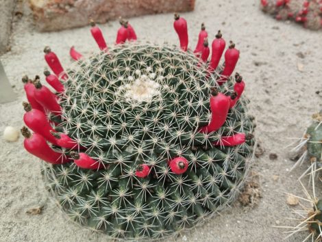 Mammillaria heyderi LZ841 - 20x seeds