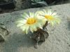 Astrophytum capricorne (var. minor) SB323- 20 mag