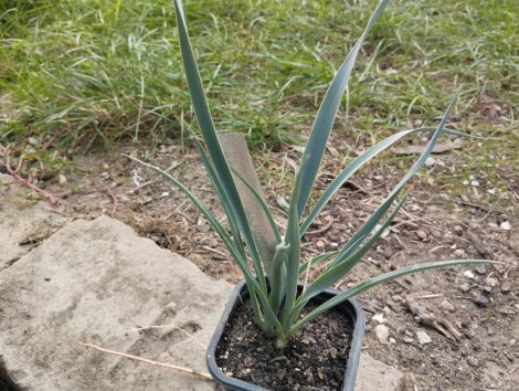 Yucca elata (soaptree yucca)