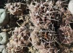 Gymnocalycium gibbosum var. brachypetalum JPR92-25/64