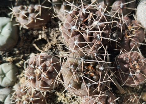 Gymnocalycium gibbosum var. brachypetalum JPR92-25/64 Gymnocalycium gibbosum var. brachypetalum JPR92-25/64