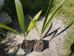   Syagrus romanzoffiana 'Litoralis' (Silver os robust queen palm)