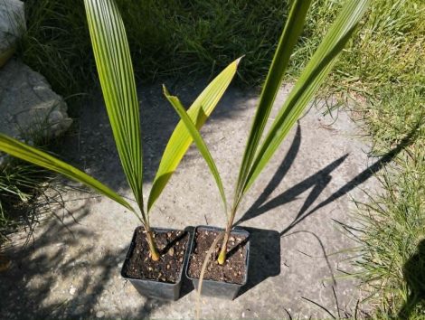 Syagrus romanzoffiana 'Litoralis' (Silver os robust queen palm)