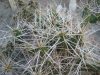 Maihueniopsis glomerata JN456 Maihueniopsis glomerata JN456