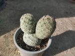 Tephrocactus geometricus
