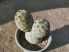 Tephrocactus geometricus