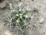 Echinocereus triglochidiatus var. major (Pipe Springs)