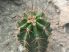 Echinocereus triglochidiatus var. major (Pipe Springs)