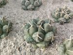 Coryphantha maiz-tablasensis RS1184