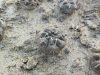 Gymnocalycium gibbosum v. chubutense JN1737 Gymnocalycium gibbosum v. chubutense JN1737