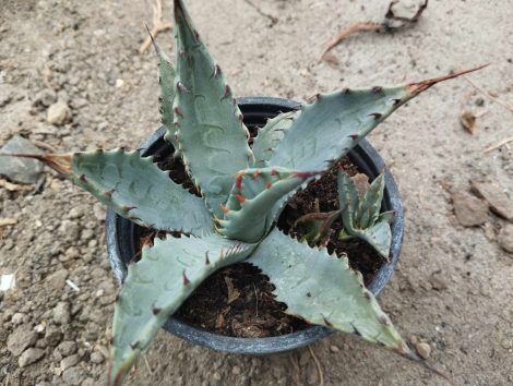 Agave chrysantha New River Mts., AZ, USA