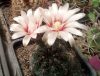 Gymnocalycium calochlorum JN162 - 20x seeds Gymnocalycium calochlorum JN162 - 20x seeds