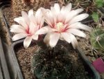 Gymnocalycium calochlorum JN162 - 20x seeds