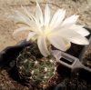 Gymnocalycium bruchii var. brigittae P214