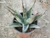 Agave gentryi Agave gentryi