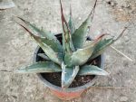 Agave gentryi