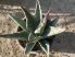 Agave gentryi