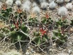 Echinocereus triglochidiatus SB1598