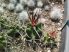 Echinocereus triglochidiatus SB1598