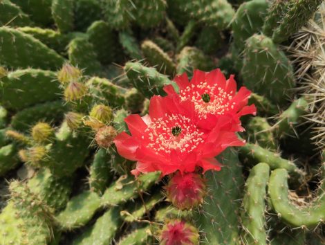 Tunilla picardoi