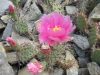 Opuntia polyacantha var. rufispina