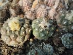 Turbinicarpus lophophoroides RS622