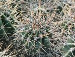 Echinopsis leucantha JN404