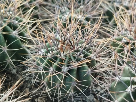 Echinopsis leucantha JN404 Echinopsis leucantha JN404