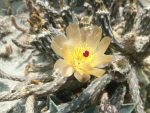 Pterocactus tuberosus JN1 - 1x fresh cutting