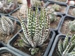 Haworthia fasciata