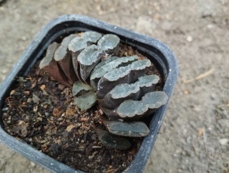Haworthia truncata 