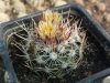 Escobaria robbinsorum SB464