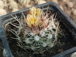 Escobaria robbinsorum SB464